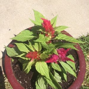 Meet your Posher, Marquisha